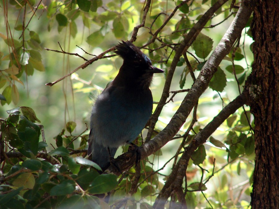 FAUNE 4 (31).JPG